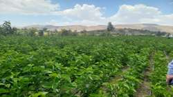 تخصیص ۱۰ هزار نهال توت یارانه‌ای به لرستان برای توسعه نوغان‌داری