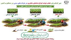 اینفو گرافی کشکسرای؛ قطب تولید انواع نشای جالیزی در خزانه‌های سنتی در شمال‌غرب کشور