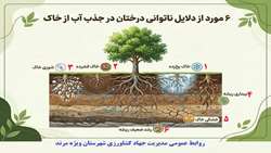 اینفو گرافی ۶ مورد از دلایل ناتوانی درختان در جذب آب از خاک