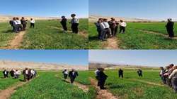 پایگاه نوآوری دیمزار بدره، بستر آموزش عملی اصلاح الگوی کشت شده است