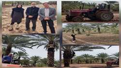 استمرار عملیات حساس گرده‌افشانی خرما در نوروز