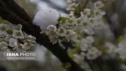 احتمال سرمازدگی محصولات باغی در زنجان طی روزهای آینده