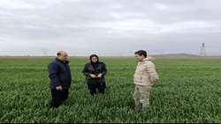 برای کنترل ملخ در خراسان رضوی مشارکت همه دستگاههای اجرایی لازم و ضروری است.