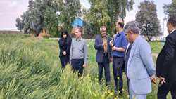 بازدید فوری جهاد کشاورزی استان ایلام پس از سیل؛ بررسی جامع آسیب ها
