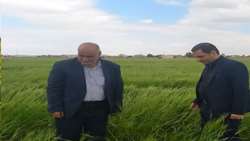 بازدید نمایندگان سازمان جهاد کشاورزی قم از شرکت مکانیزاسیون مرکز قنوات و مزارع غلات و کلزا ‌ 