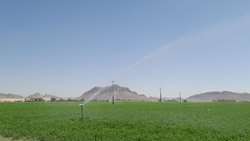 برداشت سالانه چهار هزار تن یونجه در خاش 
