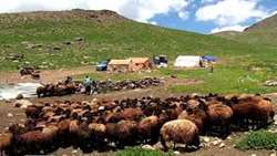 اطلاعیه عشایر کوچنده استان تهران/مسیرهای ممنوع و جایگزین اعلام شد