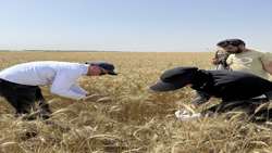 کیل‌گیری از مزرعه پایلوت «طرح پزشک خاک» در رامشیر 