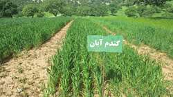   پایش عملی ۳۰ رقم جدید گندم، جو و علوفه / گام عملی تات برای ارتقای بهره‌وری دیم‌زارها