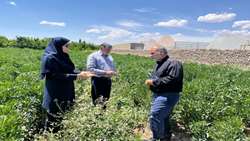 «باقلا» جایگزین سبز کودهای شیمیایی در مزارع آرادان/ گام بلند جهاد کشاورزی سمنان برای سلامت خاک