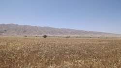 آغاز برداشت جو دیم از ۳۵۰ هکتار اراضی بندر خمیر