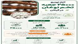 آغاز توزیع ۲۵ هزار جعبه تخم نوغان در گیلان