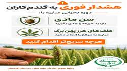 هشدار فوری به گندم‌کاران کردستانی
