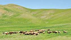 آغاز کوچ دامداران لنگرود به سمت مراتع ییلاقی