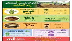 آغاز کاشت نیشکر در گیلان
