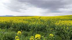 کشت ۸۶ هکتار کلزا در شهرستان میانه در سال زراعی جاری / بیش از ۹۰ درصد مزارع در وضعیت مطلوب