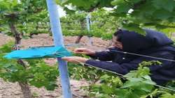 زمان دقیق سم‌پاشی علیه آفت خوشه خوار انگور در باغات قزوین اعلام شد