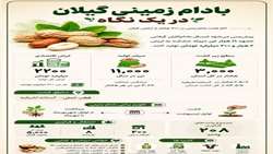 بادام زمینی گیلان در یک نگاه