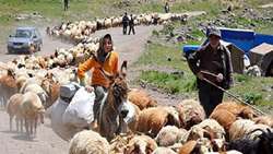 کوچ عشایر کرمانج خراسان شمالی؛ سمفونی زنگوله‌ها در دشت و کوهستان