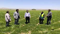 توسعه تناوب کشت و پیگیری صادرات محصولات زراعی در شهرستان ازنا