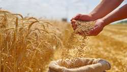پیش‌بینی تولید ۲۸ هزار تنی گندم در ساری