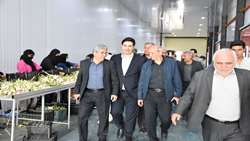 صنایع تبدیلی، زیرساختی مؤثر برای کاهش ضایعات بخش کشاورزی