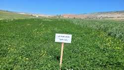 برتری کشت مخلوط علوفه در دیمزارهای ایلام نسبت به کشت خالص