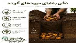 پیشگیری از مگس میوه مدیترانه‌ای؛ سپر حفاظت از باغ‌ها