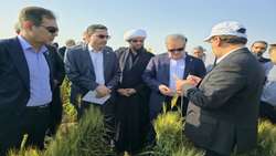 تات؛ خلق دستاوردهای ماندگار برای کشاورزی هوشمند ایران