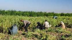 پرداخت ۵۰ میلیارد ریال تسهیلات خوداشتغالی در بخش کشاورزی فاروج