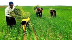 مبارزه با علف هرز «خردل برگ مومی» در زنجان اولویتی برای حفظ امنیت غذایی