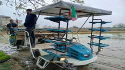 کشت برنج در بالغ بر ۳هزار  هکتار از شالیزارهای بهشهر