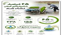 ۶۵درصد شالیزارهای گیلان نشاء شد