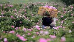 توسعه کشت گیاهان دارویی کم آب‌بر به دلیل صرفه اقتصادی
