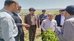 پیشرفت اجرای طرح سازگاری ارقام «پکان» با اقلیم ایلام