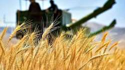 بسته تشویقی خرید تضمینی گندم در خراسان‌شمالی