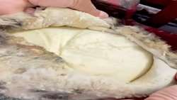رونمایی از سه‌گانه طلایی دانش عشایری؛ تات، حافظ میراث ماندگار سرزمین پارس
