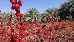 توسعه کشت گیاهان دارویی مقاوم به شرایط اقلیمی در آبادان