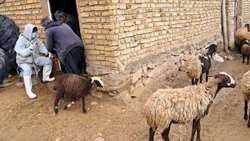 اجرای طرح واکسیناسیون تب مالت در جمعیت دام سبک شهرستان طارم