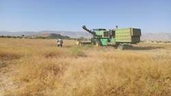برداشت نخستین محصول خاکشیر در نی‌ریز / فرصتی برای تنوع کشت در شرایط کم‌آبی