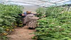 خیز شهرستان زارچ برای افزایش تولید محصولات گلخانه‌ای به ۲۵ هزار تن