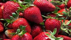 کشت ۱۴۱ هکتاری توت فرنگی گیلان در فضای باز و گلخانه‌ ای   