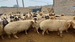 بهبود بهره‌وری دام با انتخاب ژنتیکی به جای آمیخته‌گری بی‌برنامه