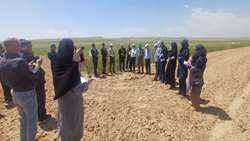 رونمایی از ارقام برتر غلات و حبوبات در شیروان؛ نسخه تات برای جهش تولید در دیمزارهای خراسان شمالی