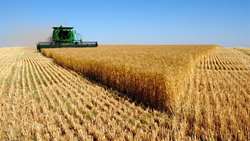 خوشه‌های طلایی در انتظار درو؛ تهران وارد فاز برداشت گندم شد 