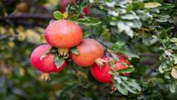 آغاز برداشت نوبرانه انار از باغات گیلان