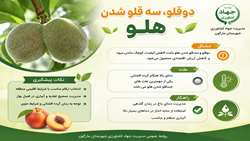 دلایل دوقلو و سه قلو شدن میوه هلو