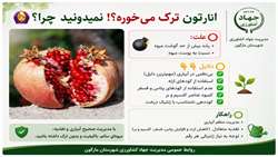 چرا انار ترک می خورد؟