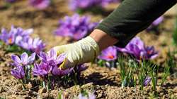 اجرای کشت نوین زعفران به روش ایروپونیک در روستای شادخال شفت