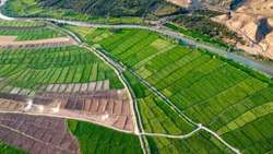 تعیین تکلیف ۲۵ هکتار از اراضی کشاورزی گیلان در راستای تولید پاید